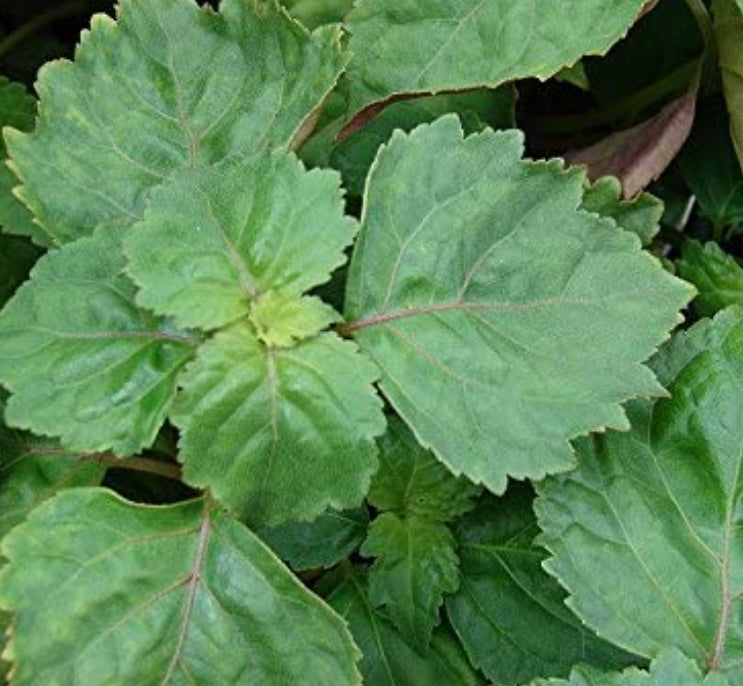 Patchouli fragrance oil