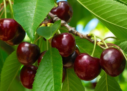 Black cherry Fragrance Oil