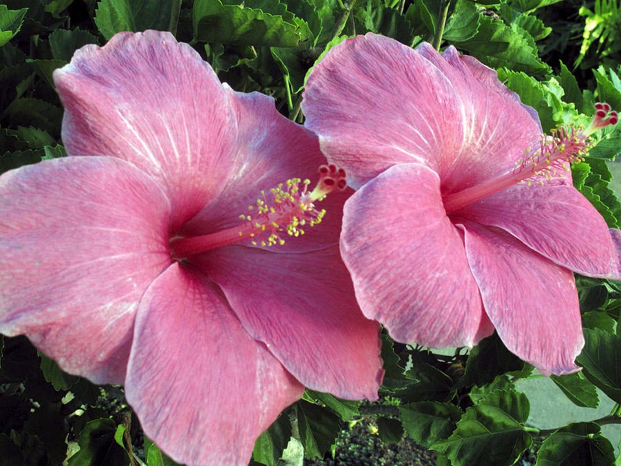 Hawaiian hibiscus bbw type fragrance oil