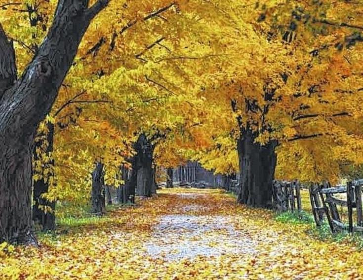 Walking Through Autumn  fragrance oil