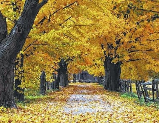 Walking Through Autumn  fragrance oil